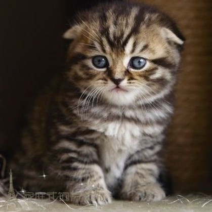 cfa注册猫舍家养可爱大头圆脸苏格兰折耳猫幼猫活体虎斑折耳猫g