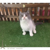 赛级双血统纯种蓝白双色正八字 英国短毛猫宠物猫活体猫幼猫p