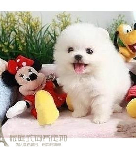 纯白色博美犬纯种茶杯博美日本俊介袖珍球体博美幼犬狗69p