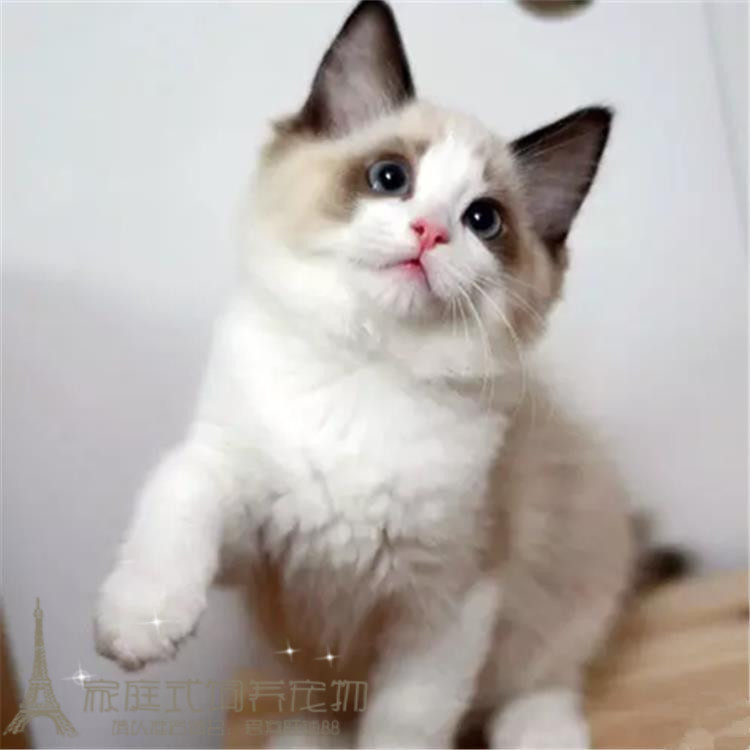 出售纯种布偶猫幼猫布偶猫双色活体宠物猫家养赛级布偶猫小猫p