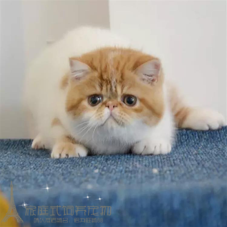 出售活体纯种异国短毛猫包邮