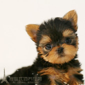 韩国引进约克夏犬金头银背小体茶杯犬约克夏幼犬活体宠物狗p