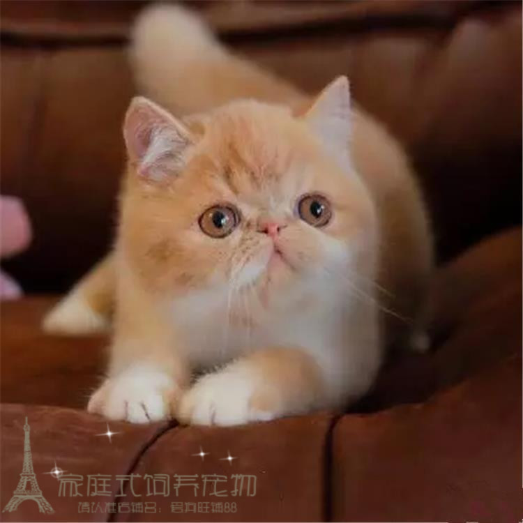 出售CFA赛级宠物猫活体加菲猫波斯猫健康包纯种异国短毛猫幼猫p-封面