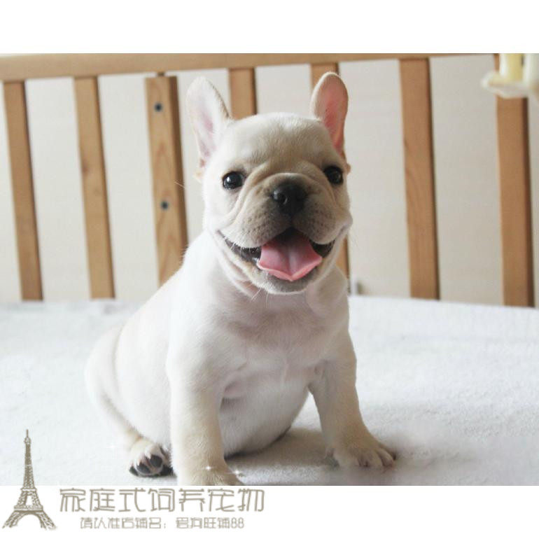 上海出售纯种法国斗牛犬幼犬法斗狗狗法牛国外引进赛级宠物狗狗p