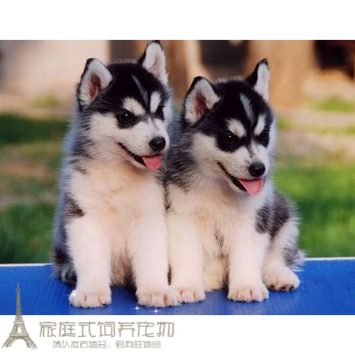 出售纯种哈士奇雪橇犬幼犬活体宠物狗西伯利亚雪橇犬二哈犬家养p