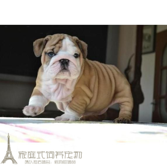 赛级双血统大鼻筋纯种英国斗牛犬幼犬活体英牛狗狗英斗家养斗牛g