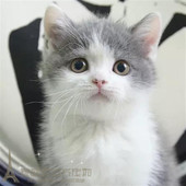 英短蓝白正八梵文宠物猫咪活体英国短毛猫幼猫猫舍繁殖家养健康p