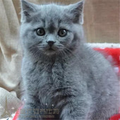 支持支付宝纯种英国短毛猫英短蓝猫幼猫活体宠物猫家养猫咪出售p