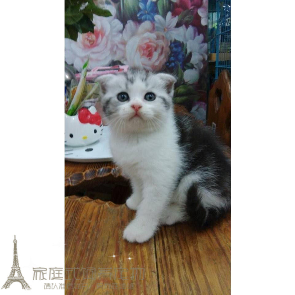 出售美国短毛猫美短虎斑加白家养纯种幼猫活体宠物猫猫咪猫仔p