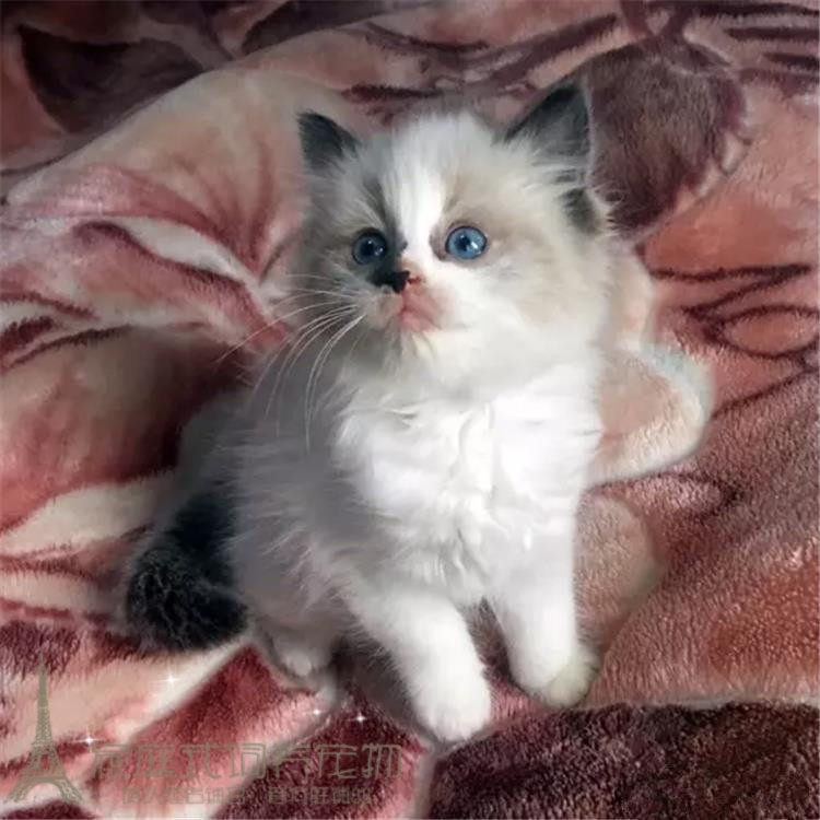 出售纯种布偶猫活体蓝双色海豹重点色布偶幼猫宠物猫支持支付宝p