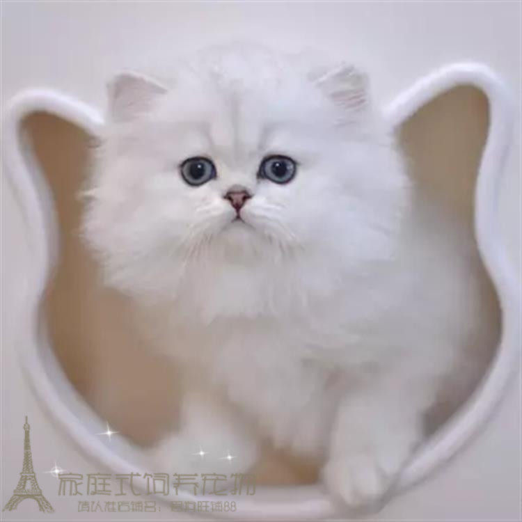 出售赛级金吉拉幼猫长毛猫纯种家养金吉拉小猫绿眼宠物猫活体g