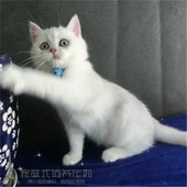 小宠物猫咪幼猫活体p 家养纯种萌宠 英短银渐层 英国短毛猫