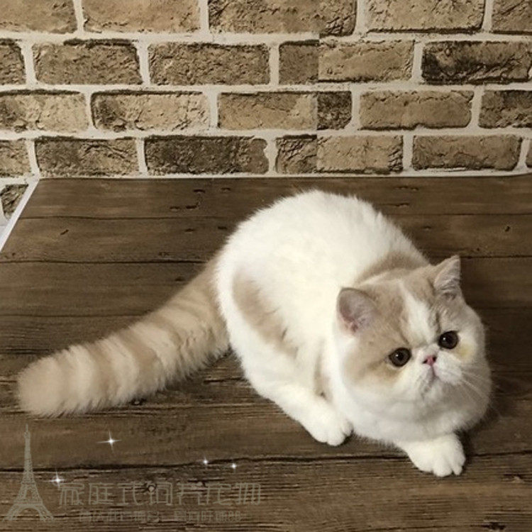 宠物猫咪异短加菲猫幼猫家养活体红虎斑纯种加菲异国短毛猫出售p