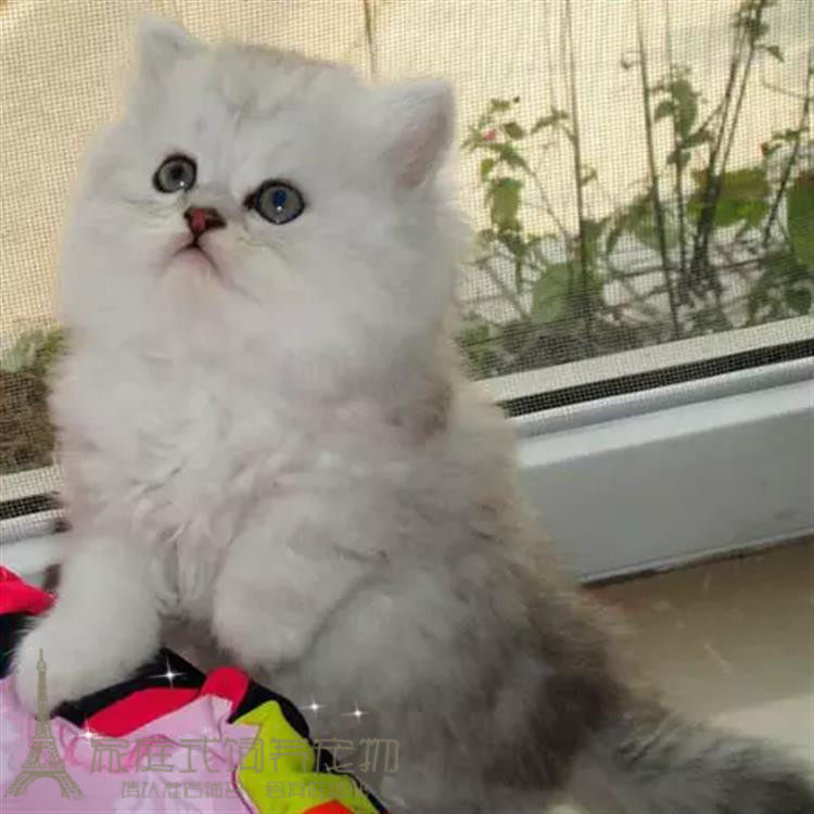 金吉拉猫赛级金吉拉猫纯种金吉拉幼猫猫舍直销金吉拉宠物猫活体g