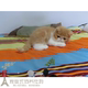 电影版 红虎斑加菲猫宠物猫咪异国短毛猫家养纯种幼猫活体加菲猫p