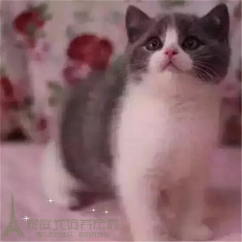 蓝白活体纯种英国短毛猫
