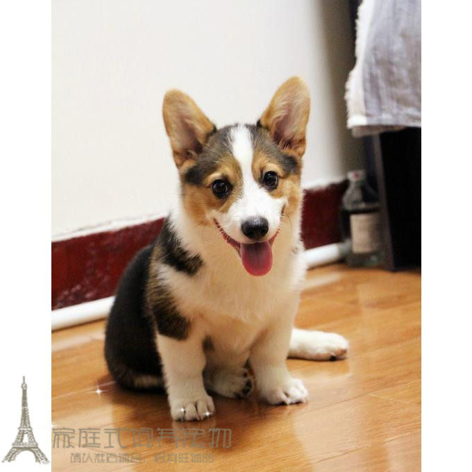 黄头三色纯种柯基幼犬狗狗宠物犬品相好大骨量家养柯基犬出售p