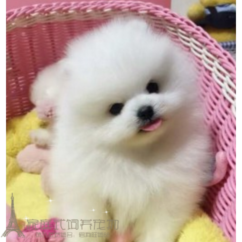 纯种赛级博美幼犬长不大袖珍犬宠物狗狗可上门挑包终生售后p