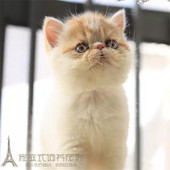 出售宠物猫咪加菲猫活体幼猫黄白加菲纯种异国短毛猫幼猫 包邮