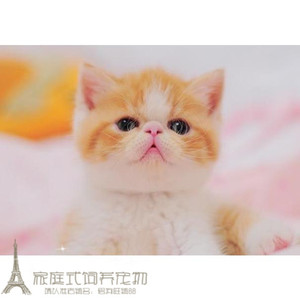 红虎斑加菲猫异国短毛猫cfa猫舍幼猫活体纯种宠物赛级猫咪家养g