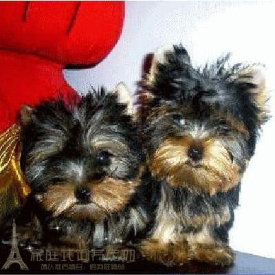 小型犬约克夏幼犬甜美大毛量袖珍犬迷你小体驱虫疫苗全家养p