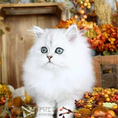 家庭饲养出售金吉拉幼猫长毛猫纯种家养银渐层宠物猫活体猫咪p