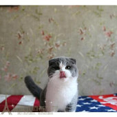 上海纯种英国短毛猫英短蓝白八字脸活体短毛折耳猫活体幼猫幼崽p