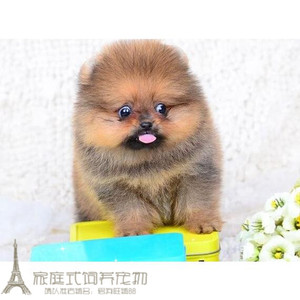 纯白色博美犬纯种茶杯博美日本俊介袖珍球体博美幼犬狗50g