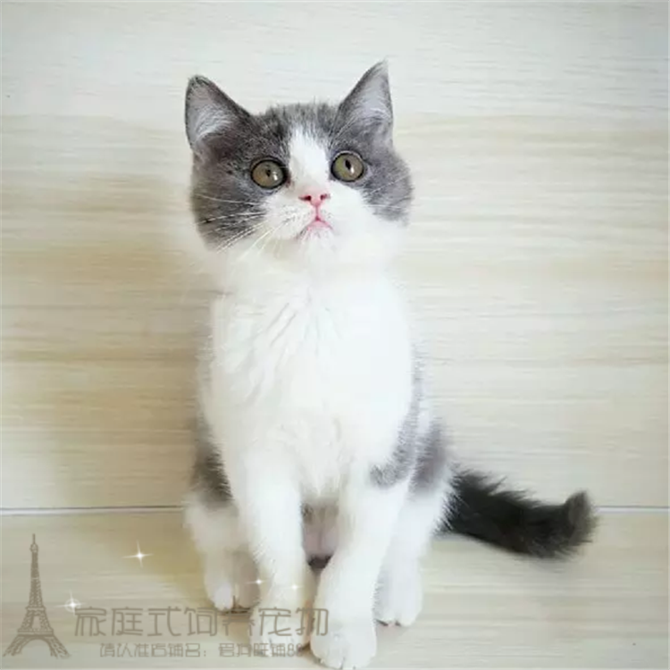 出售纯种活体幼猫宠物猫英国短毛猫家养英短蓝白英短全国包邮p