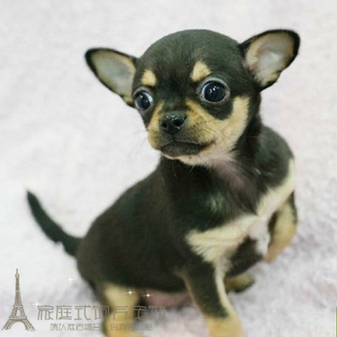 茶杯犬/吉娃娃犬幼犬/吉娃娃狗/吉娃娃幼犬出售吉娃娃幼犬纯种1p - 实物图