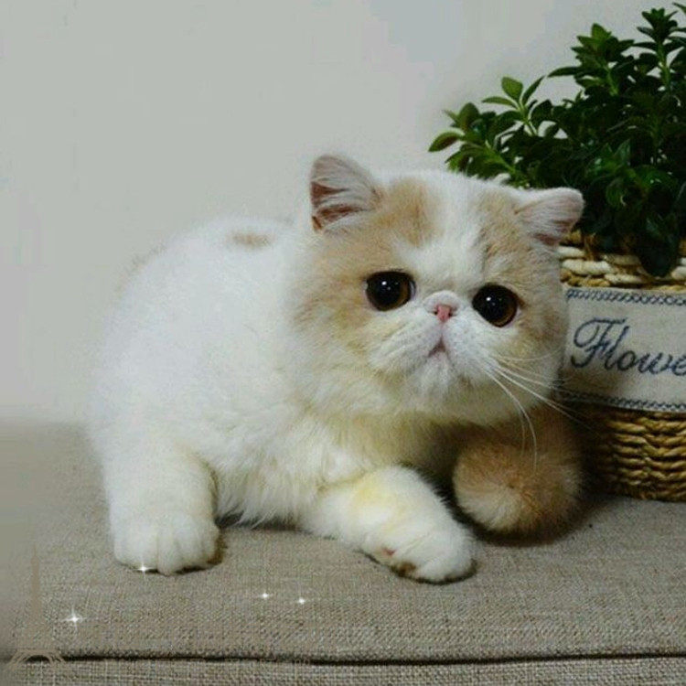 猫舍出售猫咪活体加菲猫活体宠物纯种异国短毛猫幼猫宠物猫活体g