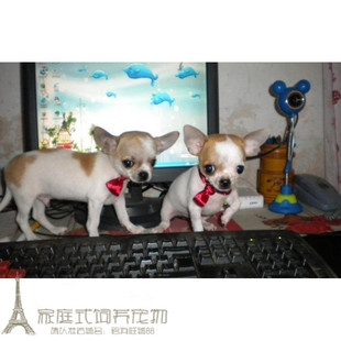 家养实体店保障吉娃娃幼犬宠物狗狗活体苹果头大眼睛欢迎上门w