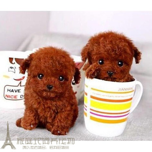 赛级红泰迪幼犬茶杯长不大的泰迪狗玩具型迷你赛级灰色贵宾4p