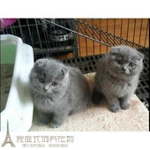CFA注册猫舍英国短毛猫英短蓝猫幼猫蓝猫折耳立耳上海本地自提p