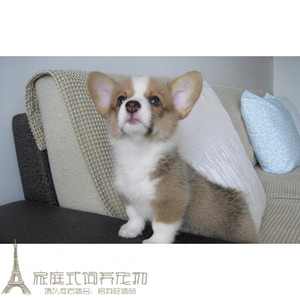 出售赛级威尔士柯基犬幼犬家养纯种柯基犬宠物狗狗活体小短腿狗g