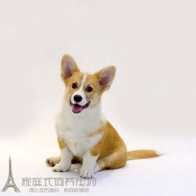 纯种两色双色柯基幼犬母的妹妹威尔士柯基犬幼犬活体血统纯正p