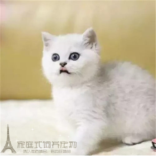 银渐层活体蓝白纯种英国短毛猫