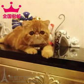 纯种活体宠物加菲猫异国短毛猫红白梵黄白虎纹弟弟幼猫家养健康p