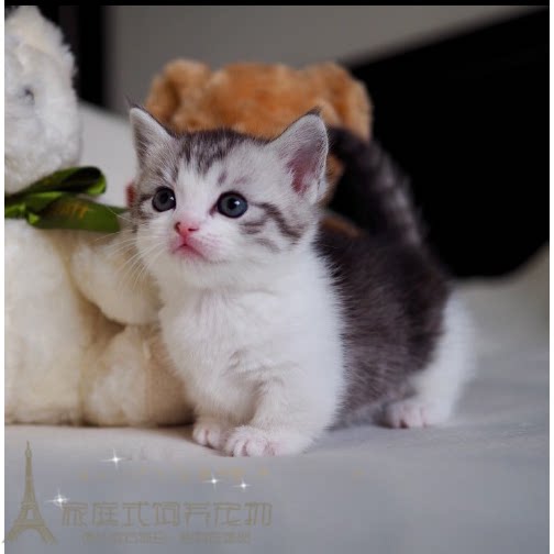 宠物活体矮脚猫纯种美国短毛猫标斑虎斑美短加白立耳幼猫出售p