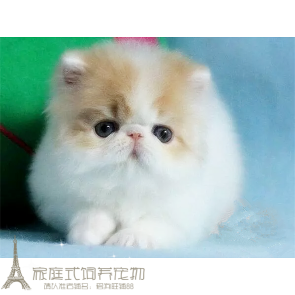 赛级波斯猫宠物猫异国长毛猫家养纯种波斯猫幼猫活体加菲猫公猫p