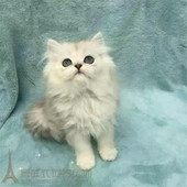 家庭猫舍金吉拉幼猫长毛猫纯种家养金吉拉绿眼宠物猫活体猫出售p