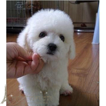 纯种活体法国卷毛比熊犬幼犬茶杯犬迷你型家养赛级幼狗比熊犬77p