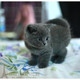 纯种英国短毛猫英短幼猫英短蓝猫活体家养出售 上海支持上门p