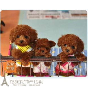 泰迪犬幼崽健康可爱赛级宠物犬宠物狗韩国泰迪幼犬活体宠物狗p