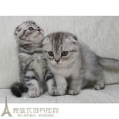 折耳猫纯种猫宠物猫咪活体宝宝家养宠物猫苏格兰折耳猫短毛猫p