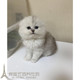 英短银渐层 银渐层猫p 短毛猫纯种银苏格兰折耳猫家养活体幼猫