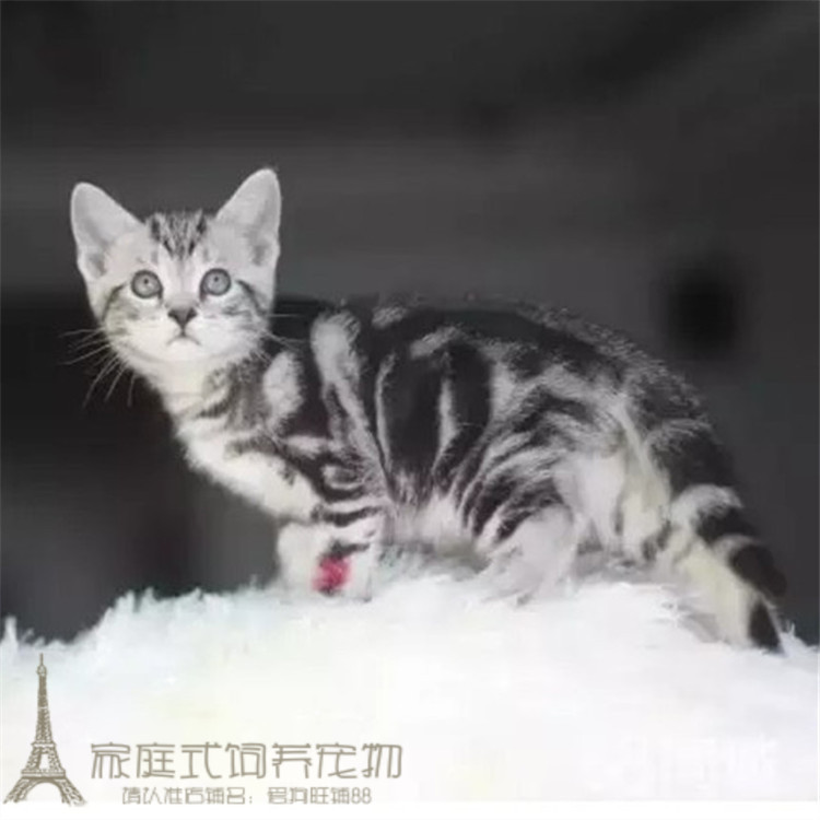 纯种美国短毛猫美短加白起司猫幼猫宠物猫银虎斑幼猫活体出售p