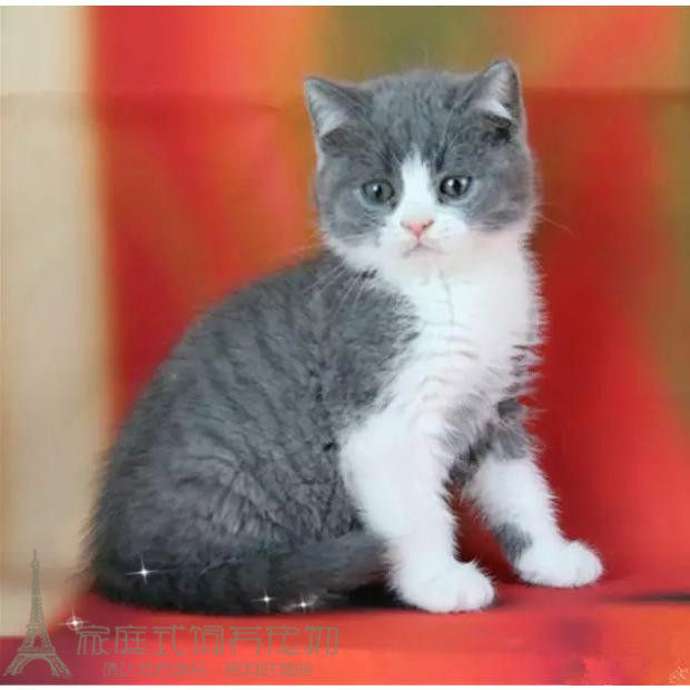 出售纯种英国短毛猫英短蓝猫蓝白正八字粉鼻头蓝猫活体宠物p