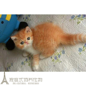 出售活体纯种异国短毛猫加菲猫幼猫宠物猫活体幼猫支持支付宝g