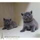 蓝猫 猫咪宠物猫 蓝猫幼猫 活体幼猫 家养蓝猫p 折耳猫 英短蓝猫